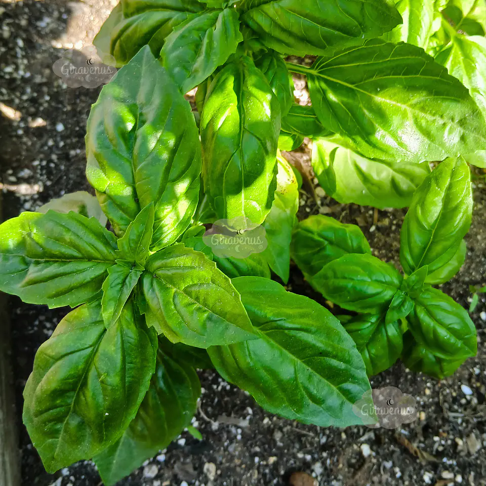Semillas de Albahaca Verde Hoja Ancha  1