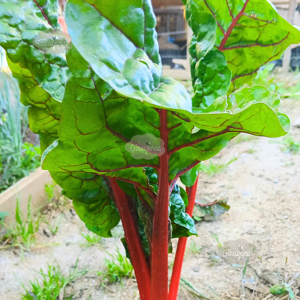 Semillas de Acelga Verde Tallo Rojo  1