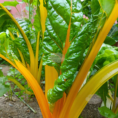 Semillas de Acelga Verde Tallo Amarillo 