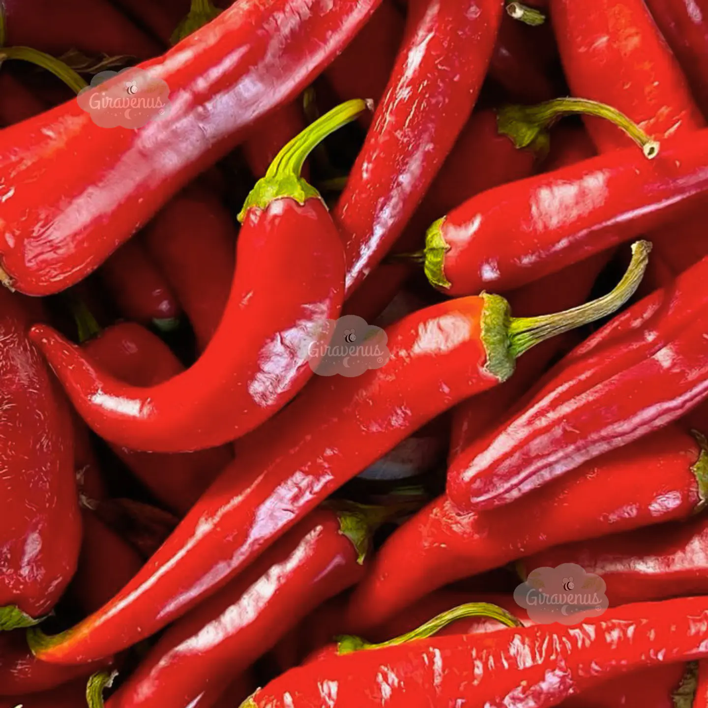 Semillas de Ají Rojo Cacho de Cabra 1