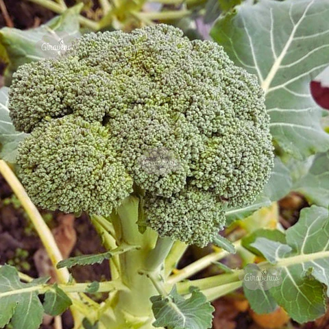Semillas de Brócoli 