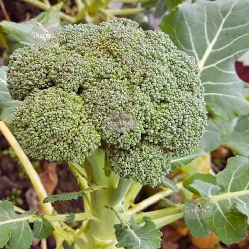 Semillas de Brócoli  1