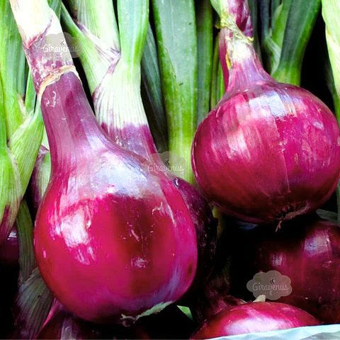 Semillas de Cebolla Morada 
