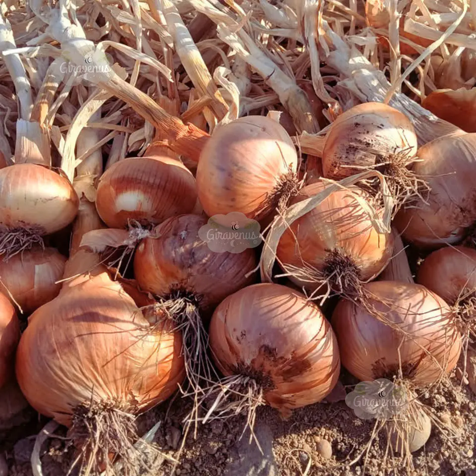 Semillas de Cebolla Valenciana  1