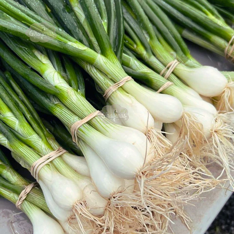 Semillas de Cebollín Verde Para Tierno