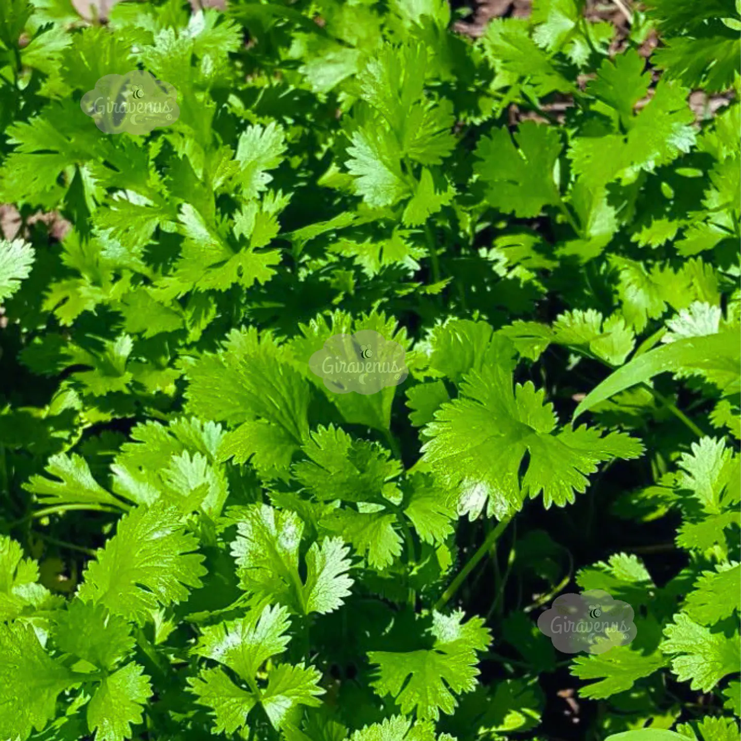 Semillas de Cilantro  1