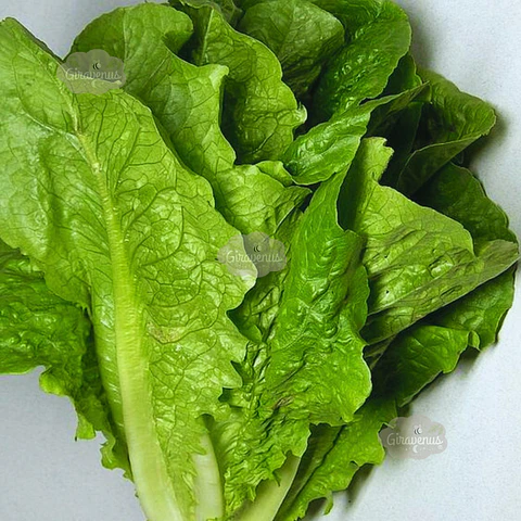 Semillas de Lechuga Costina 