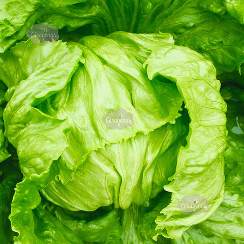Semillas de Lechuga Escarola 