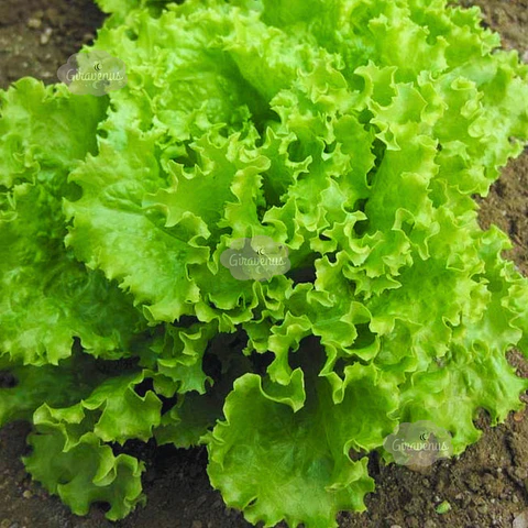 Semillas de Lechuga Hoja de Roble