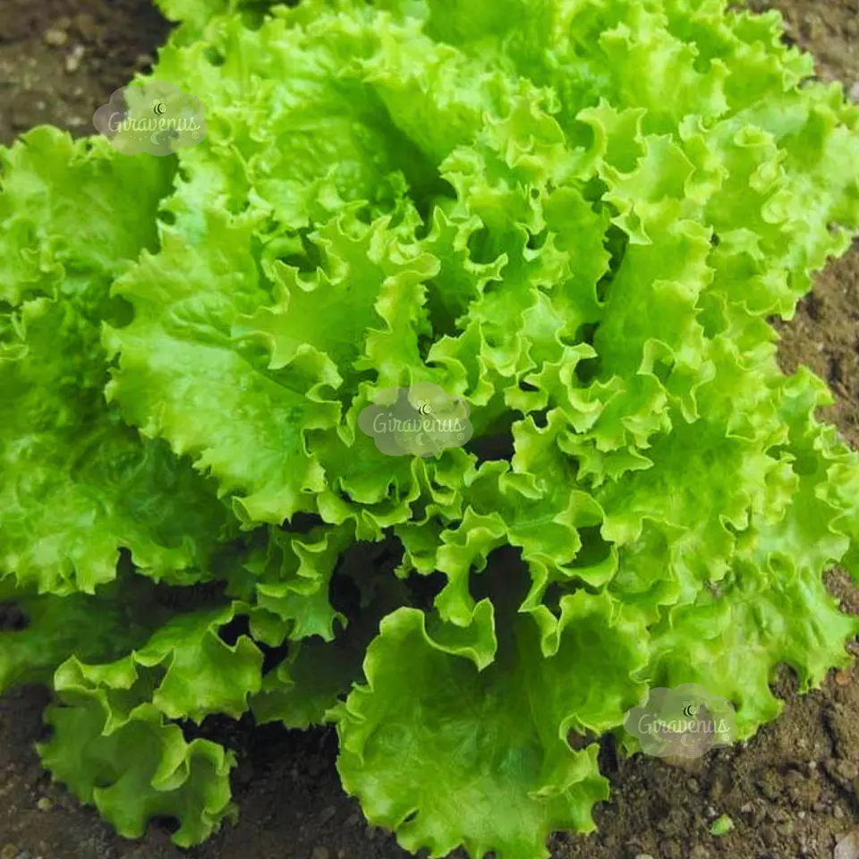 Semillas de Lechuga Hoja de Roble 1