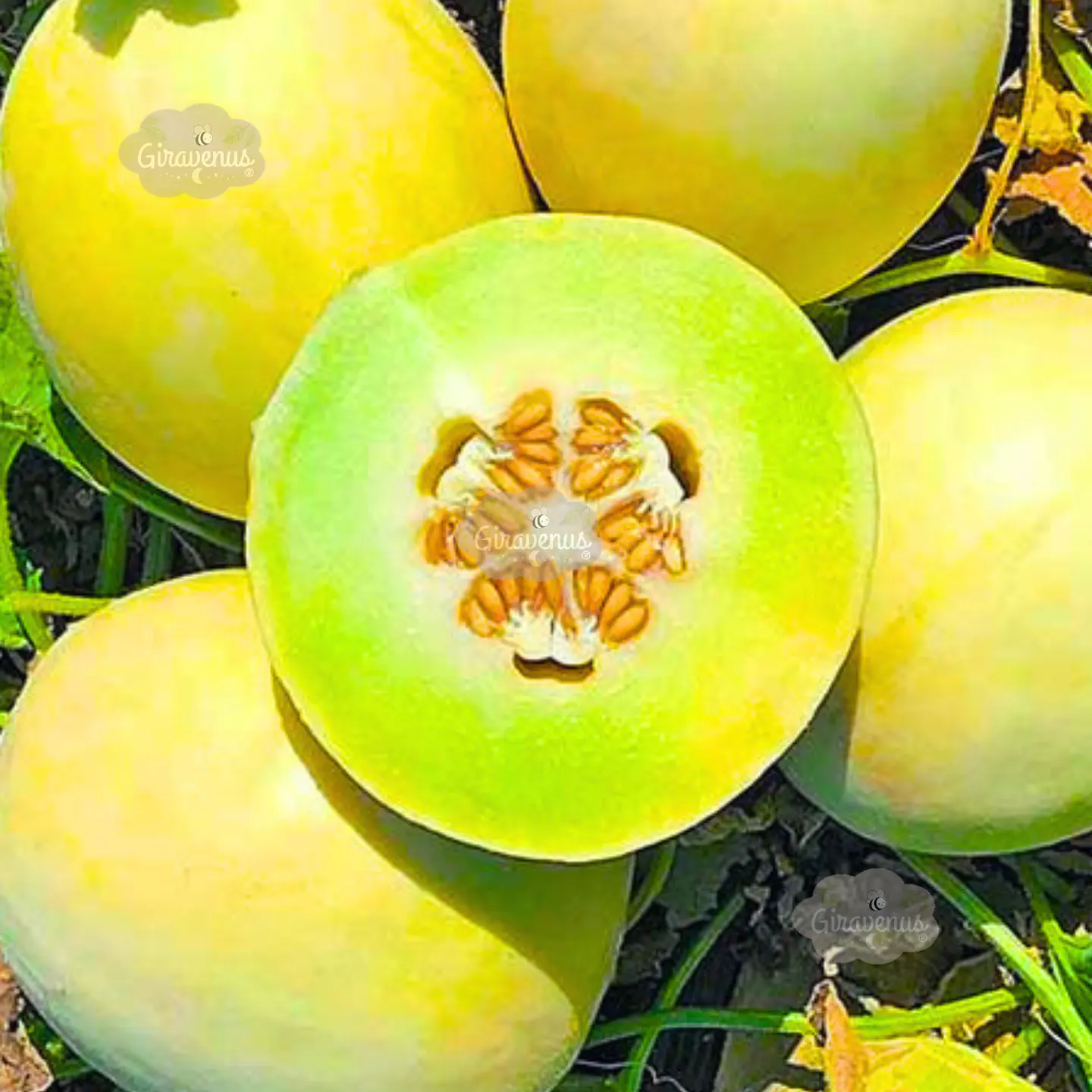 Semillas de Melón Tuna  1