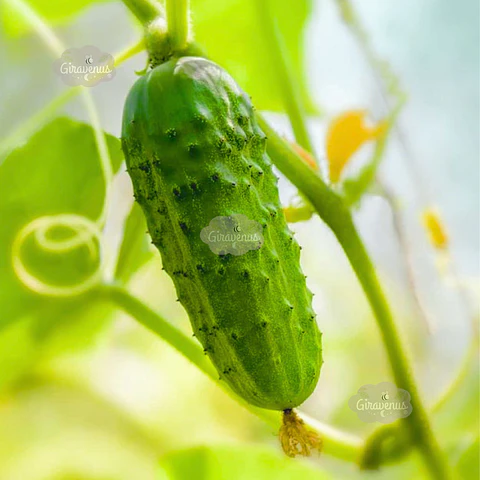 Semillas de Pepinillo National Pickles