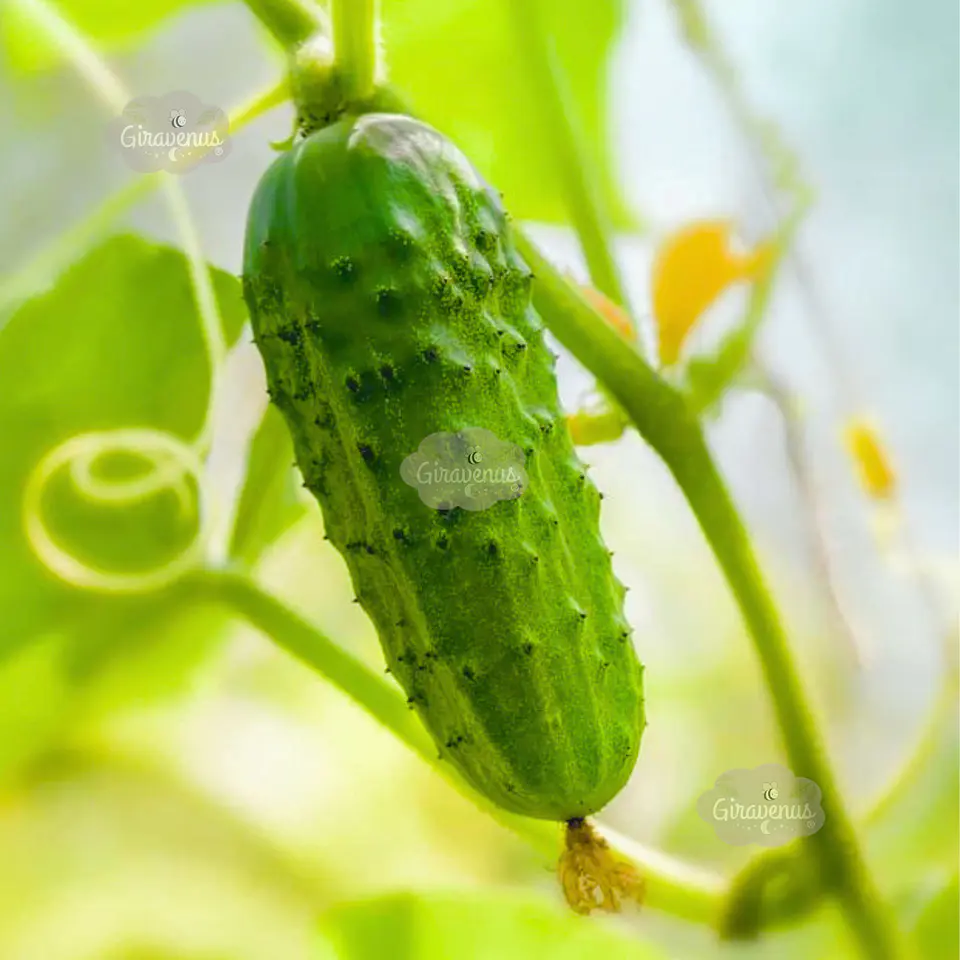 Semillas de Pepinillo National Pickles 1