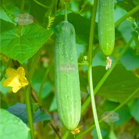 Semillas de Pepino Marketmore