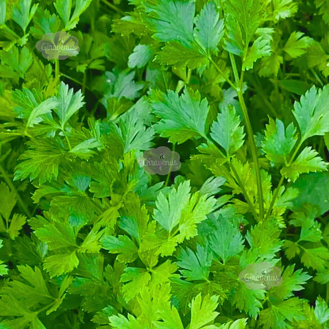 Semillas de Perejil Liso