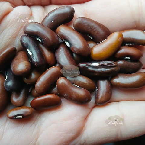 Semillas de Poroto Magnum 