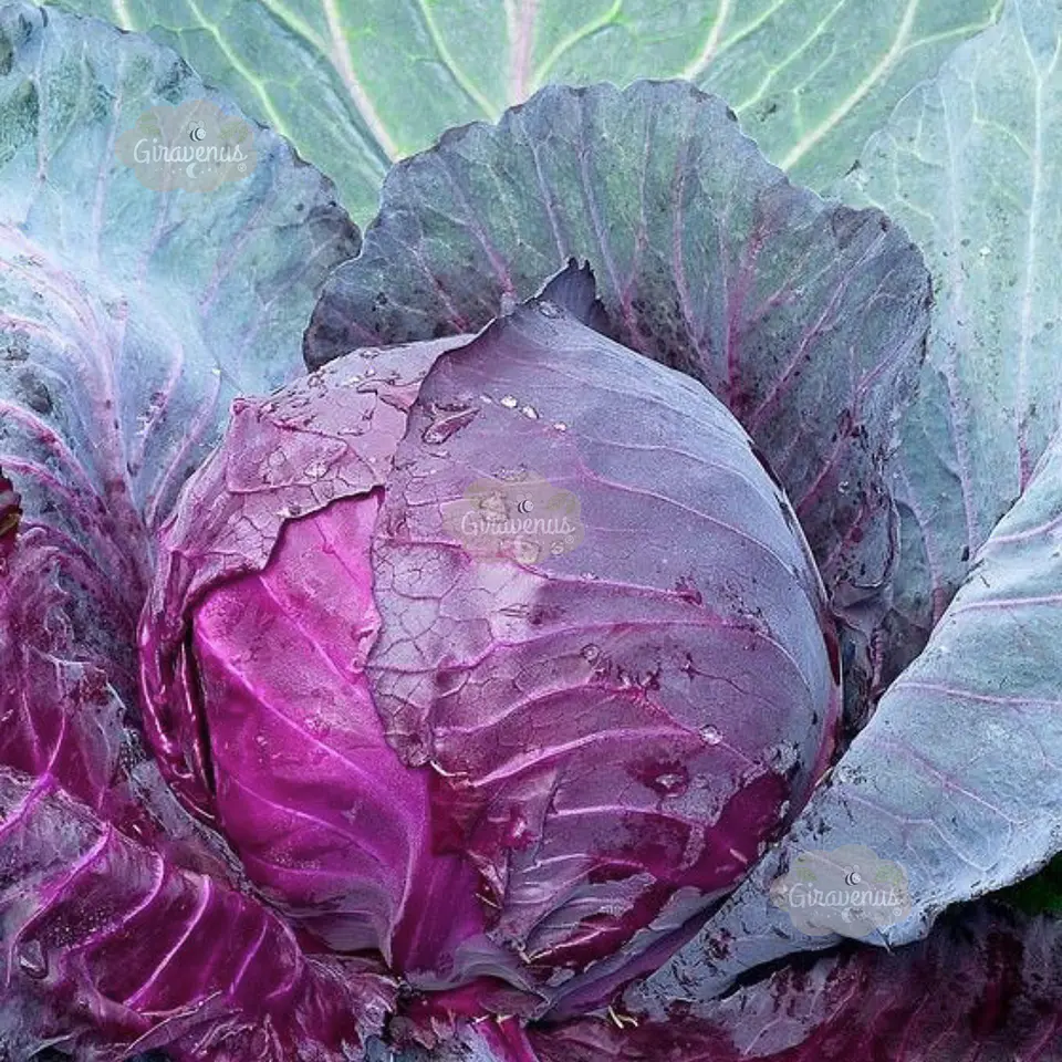 Semillas de Repollo Morado  1