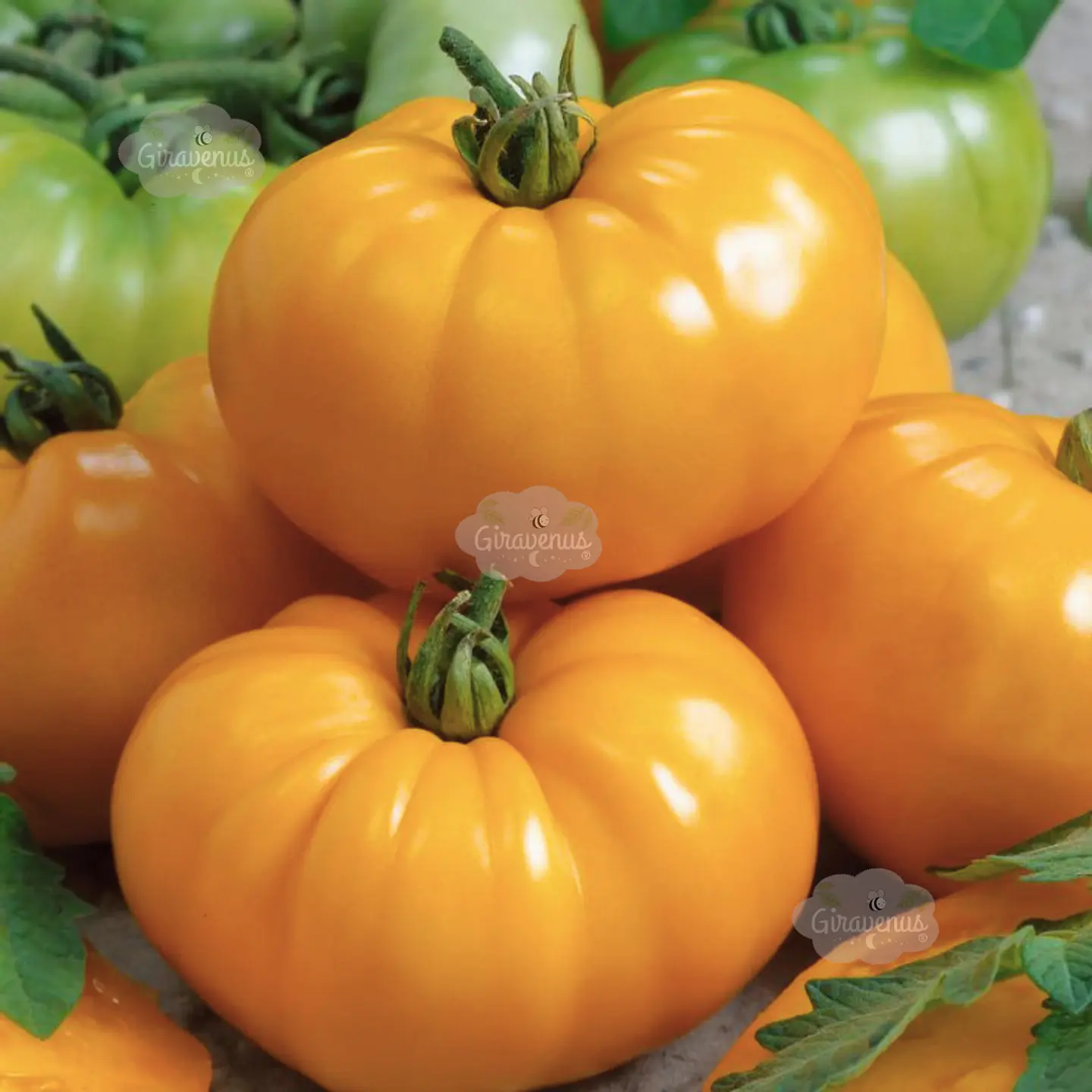 Semillas de Tomate Amarillo  1