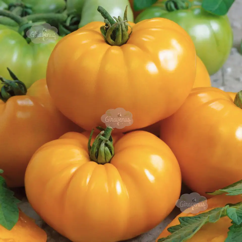 Semillas de Tomate Amarillo  1