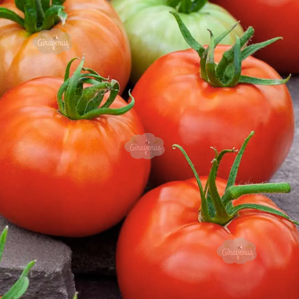 Semillas de Tomate Ace Rojo 1