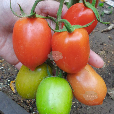 Semillas de Tomate Pera Rojo Río Grande