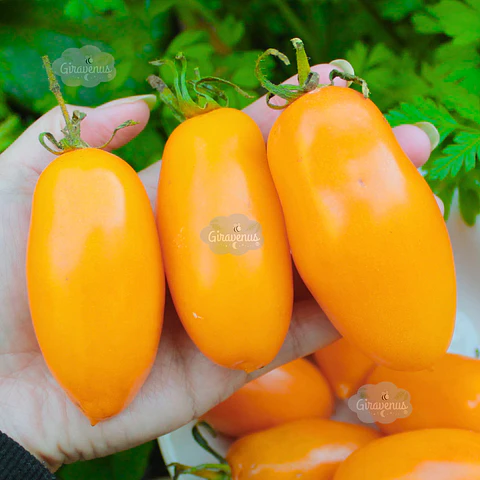 Semillas de Tomate Midas Naranjo