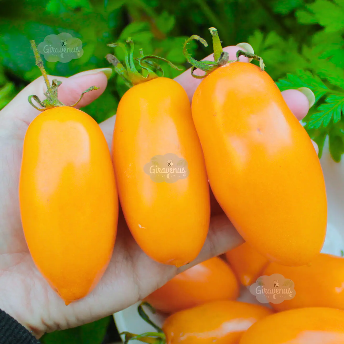 Semillas de Tomate Midas Naranjo 1