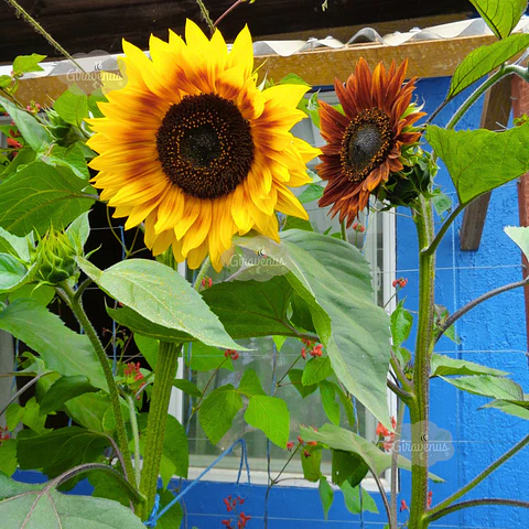 Semillas de Girasol Colores Variados