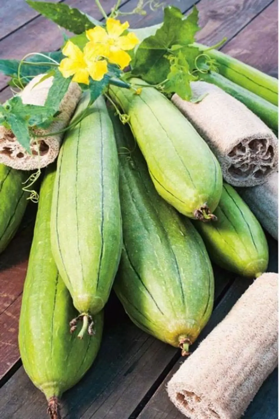 Semillas de Luffa  1