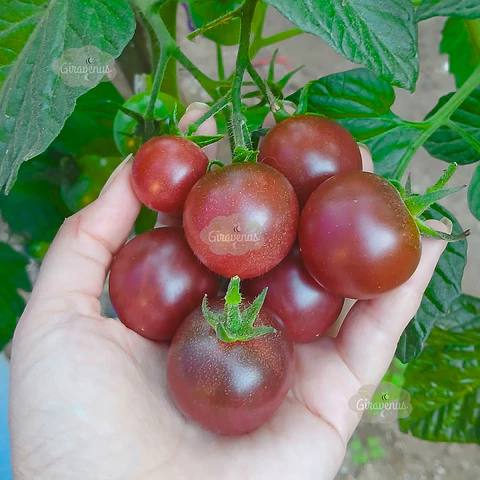 Semillas de Tomate Cherry Purple - Semillas Agroecológicas