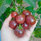 Semillas de Tomate Cherry Purple - Semillas Agroecológicas - Miniatura 1