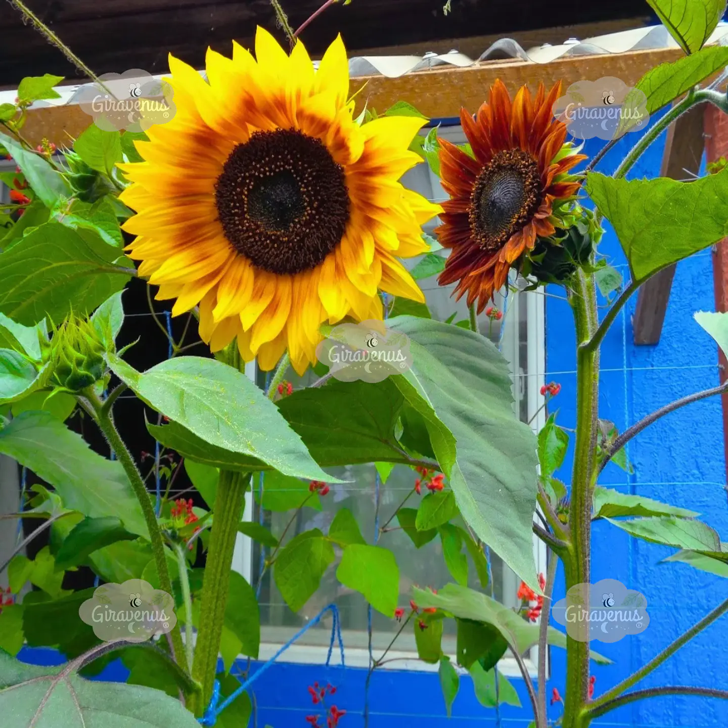 Semillas de Girasol Colores Variados 1