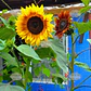 Semillas de Girasol Colores Variados - Miniatura 1