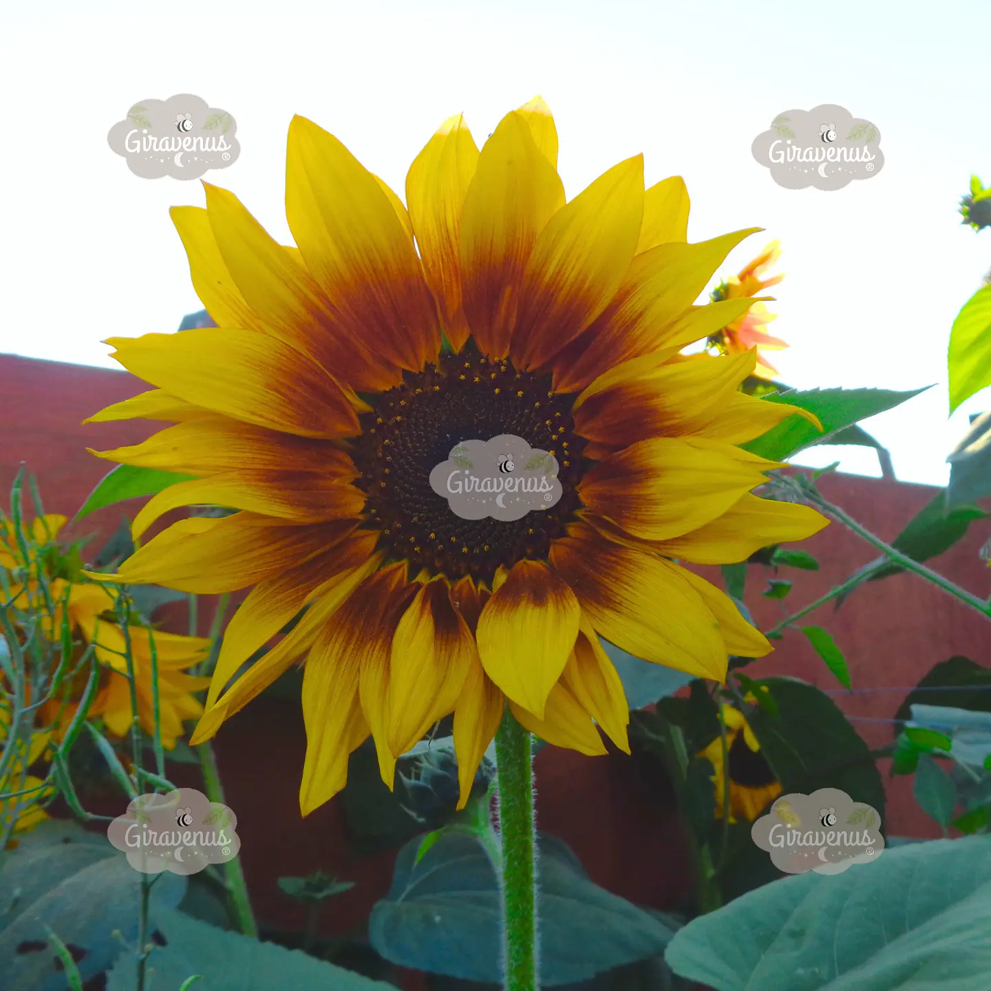 Semillas de Girasol Colores Variados 2