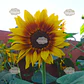 Semillas de Girasol Colores Variados - Miniatura 2