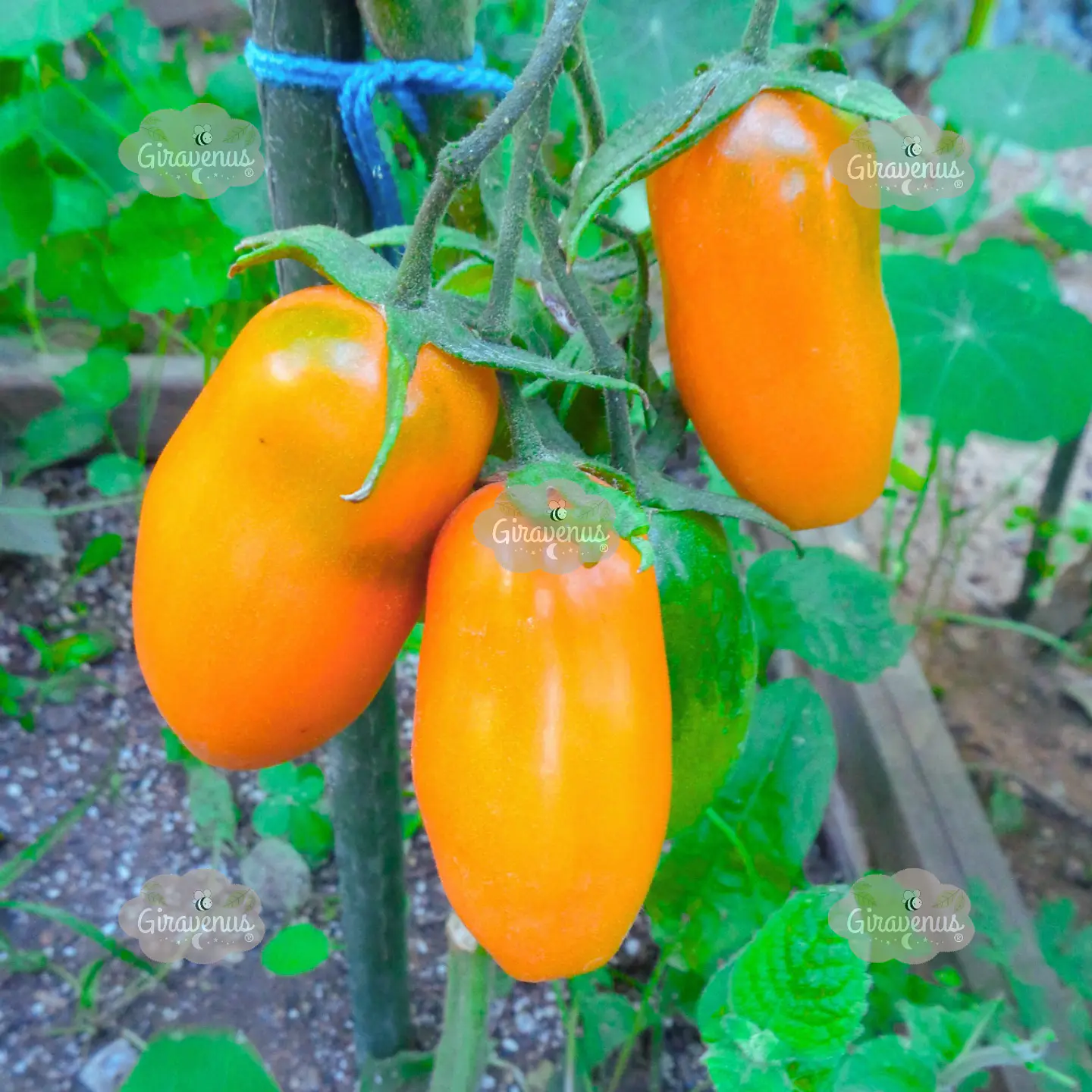 Semillas de Tomate Midas Naranjo 1