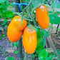 Semillas de Tomate Midas Naranjo - Miniatura 1