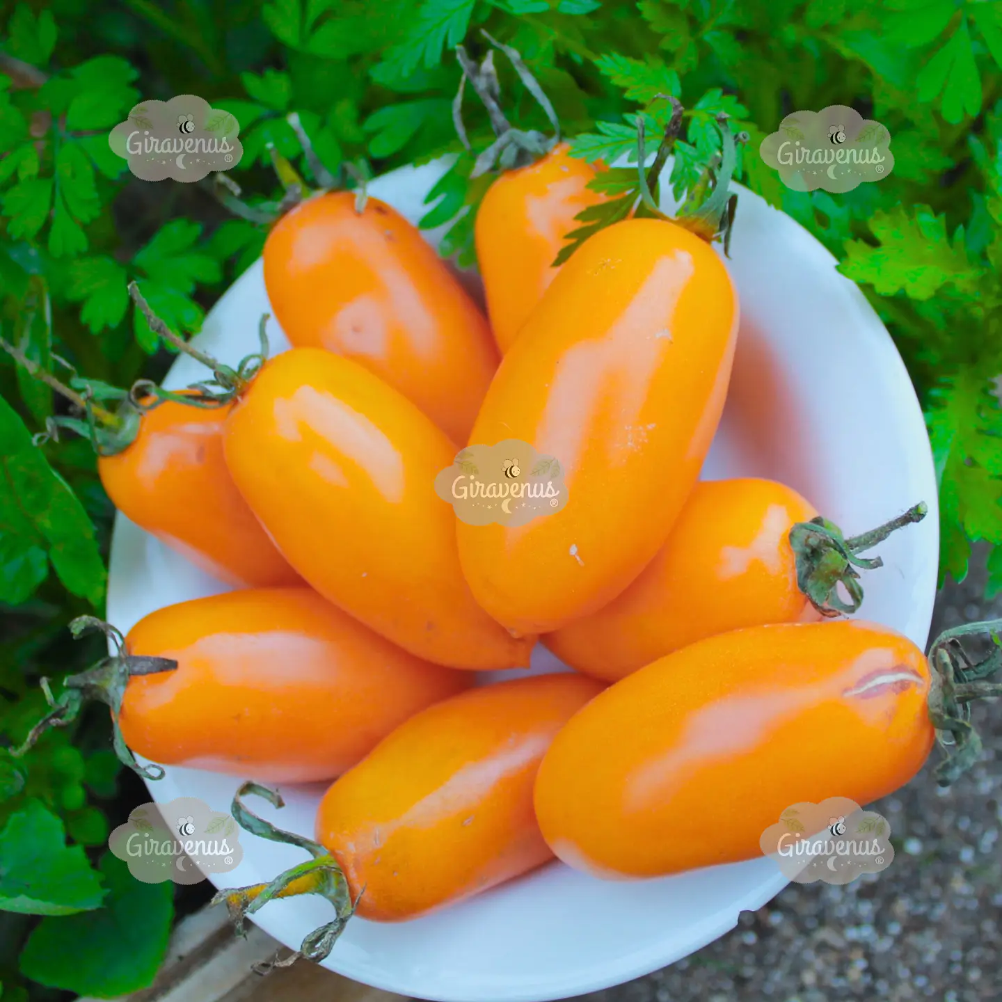 Semillas de Tomate Midas Naranjo 2