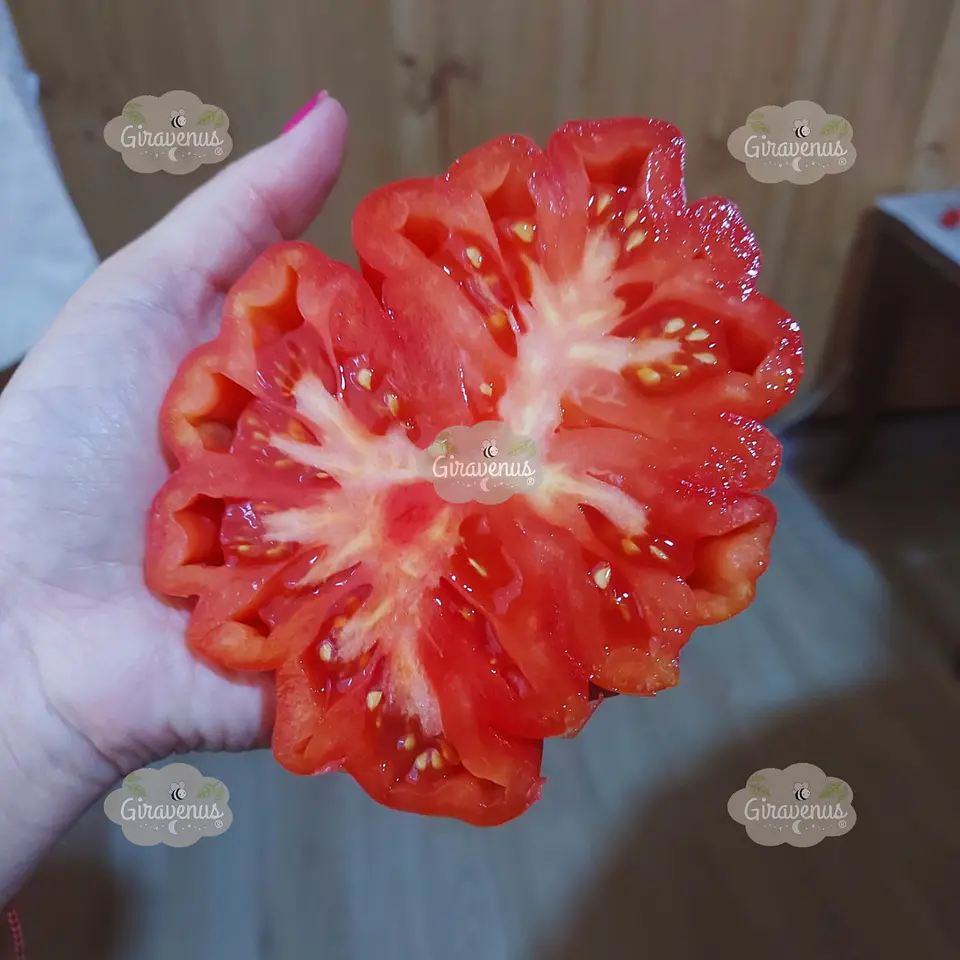 Semillas de Tomate Sharpei Rot  2