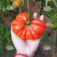 Semillas de Tomate Sharpei Rot  - Miniatura 3