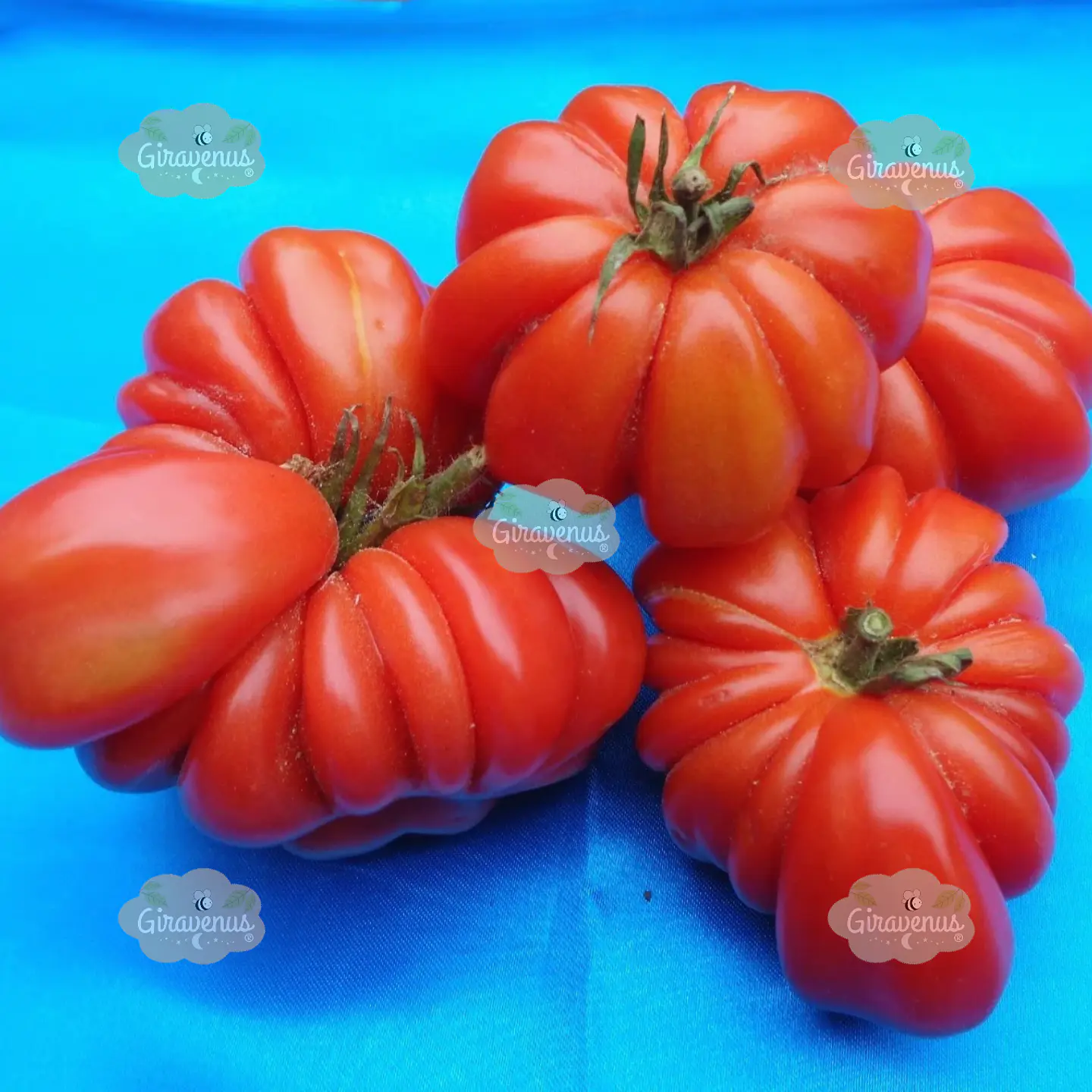Semillas de Tomate Sharpei Rot  4