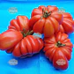 Semillas de Tomate Sharpei Rot  - Miniatura 4