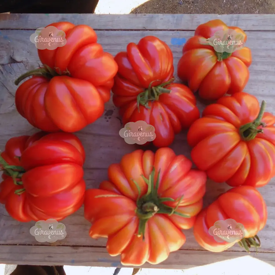 Semillas de Tomate Sharpei Rot  1