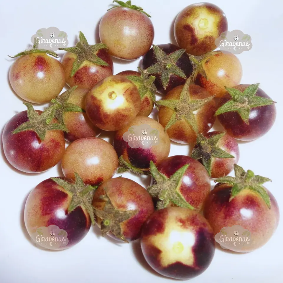 Semillas de Tomate Cherry Cream  1