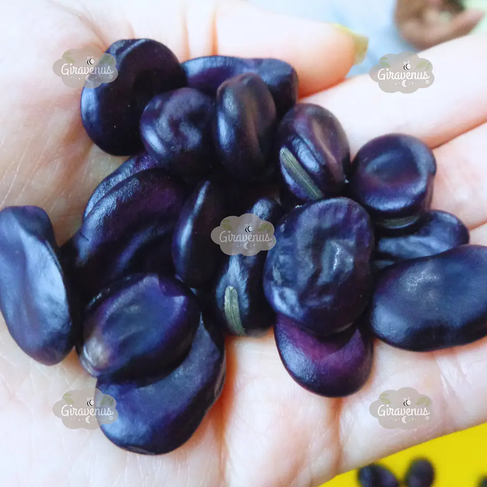 Semillas de Haba Morada 2