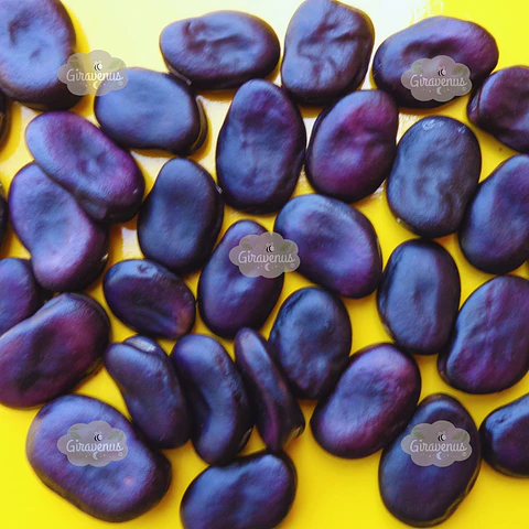 Semillas de Haba Morada