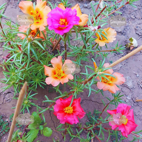 Semillas de Portulaca 