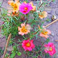 Semillas de Portulaca  - Miniatura 1