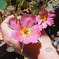 Semillas de Portulaca  - Miniatura 2