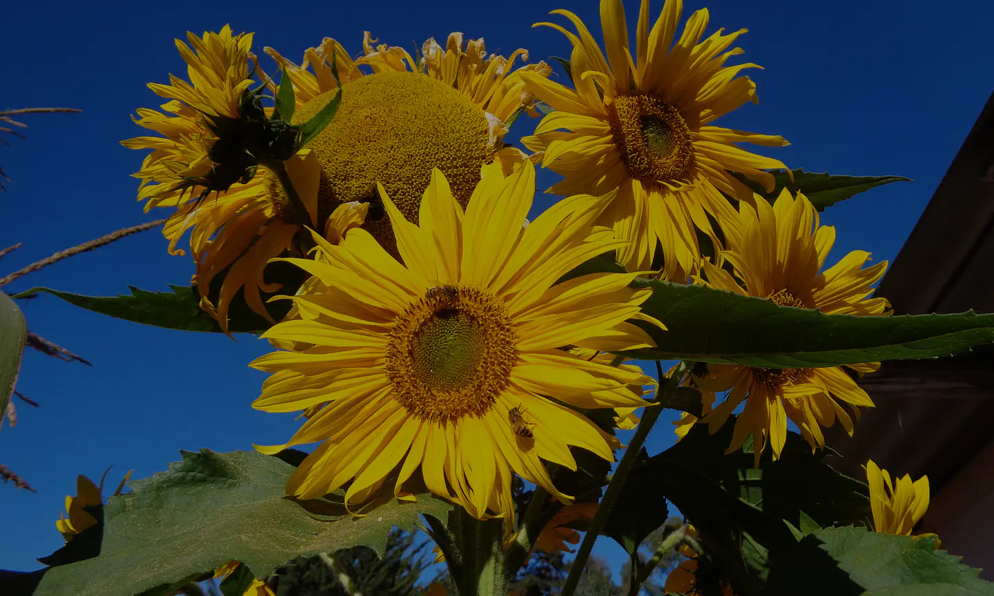 Semillas de primavera y verano